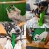 Rubber Dog Chew Toys