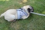 Pet Universal Harness with Leash Set Escape Proof