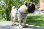 Pet Universal Harness with Leash Set Escape Proof