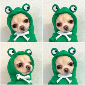 Autumn And Winter Clothing Small And Medium Dog (Option: 5 Style-XS)