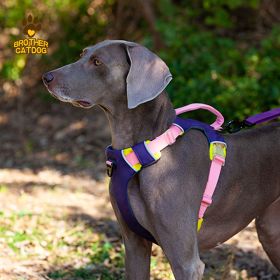 Pet chest sling for dogs (select: AN6-purple-M)