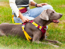 Pet chest sling for dogs