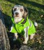 Reflecta-Glow Reflective WaterproofPet Raincoat