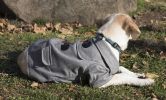 Military Static Collared Wool Pet Coat