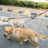 Double Dogs Leash No-Tangle