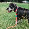 Touchdog 'Trendzy' Printed Dog Leash and Collar