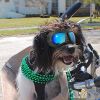 Dog Goggles for Small Breed Dog