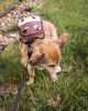 Pet Life 'Mooltese'  Dog Harness Backpack