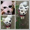 Pet Goggles Dog UV Protection