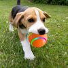 Rolling Ball for Dogs