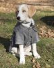 Military Static Collared Wool Pet Coat