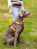 Pet chest sling for dogs