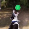 Dog Vocal Toys Puppy Spike for Small Dog